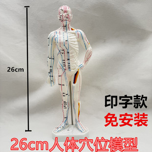 26cm���~ᘾ����wģ��Ѩλģ�ͽ��jѨλ���t���j�̌W���wģ��