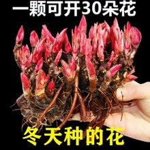 芍药花苗重瓣带芽大根块四季开花多年生阳台庭院浓香观花盆栽耐寒