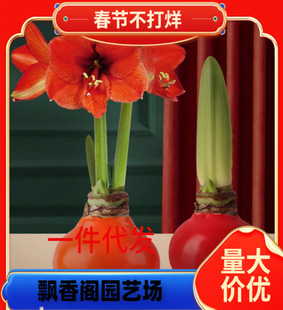Dutch Double-Petaled Amaryllis Bulbs, Courtyard Balcony Potted Florals, Lotus Bulbs, Four-Season Plants That Bloom in the Same Year