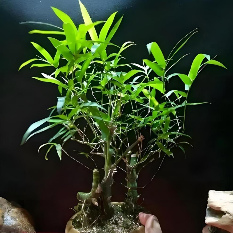 3f893174-9238-4793-8418-9fd72399b155.jpe