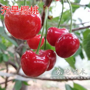 ��Ʒ�N�R��������������������Ҙ���޽�܇�����ϱ����Nֲ����