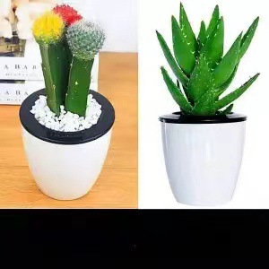 Plantas suculentas cactus plantas en maceta cactus de oficina planta en maceta cactus plantas en maceta flores en maceta