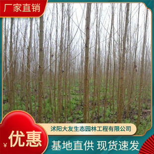 ���  ������  ���o�ֻ���  �G��ֲ����؆�ľ