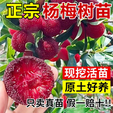 ÷ɾӖ|ش޽ӹϱNֲԮY