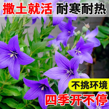 ۹N̨N ֲﻨܷN ۹ԻN۹ԻܷN