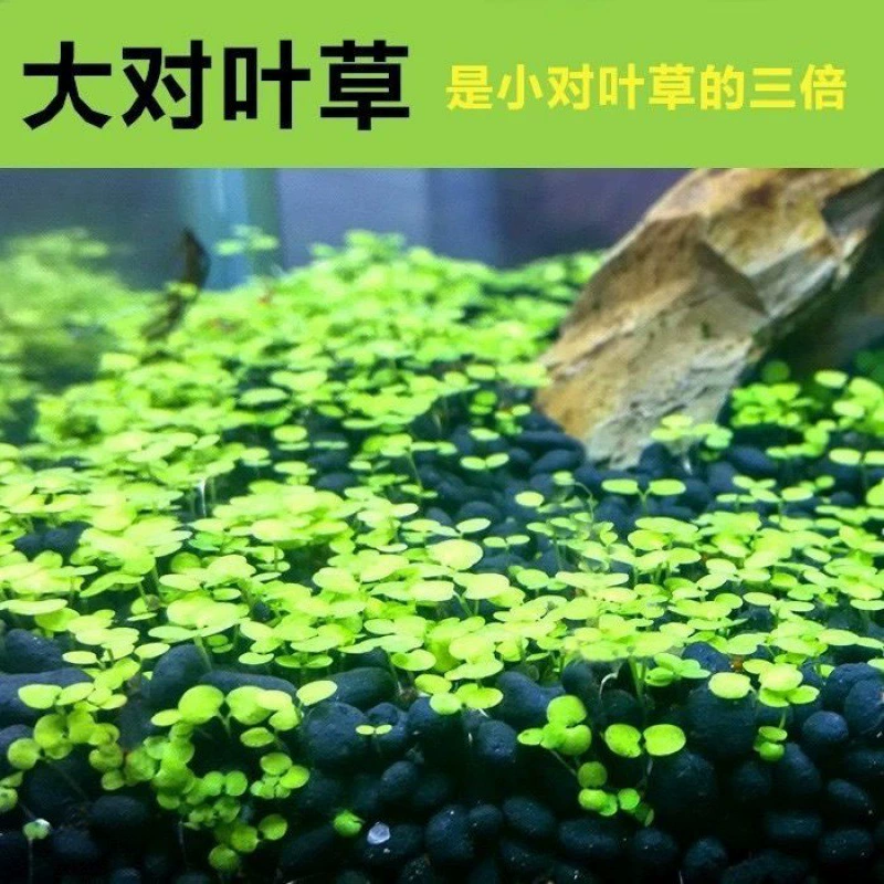 Рыбка аквариум водные растения живая вода вода вода пилотная вода пруд водное растение разведение рыбы для очистки воды качества прудовая вода трава семена древесной водоросли маленькие водоросли