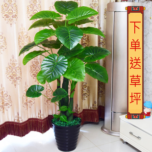 ��ˮ�^���ٻ���ˇ�Gֲ�������ϻ����滨�����پGֲ�b������l