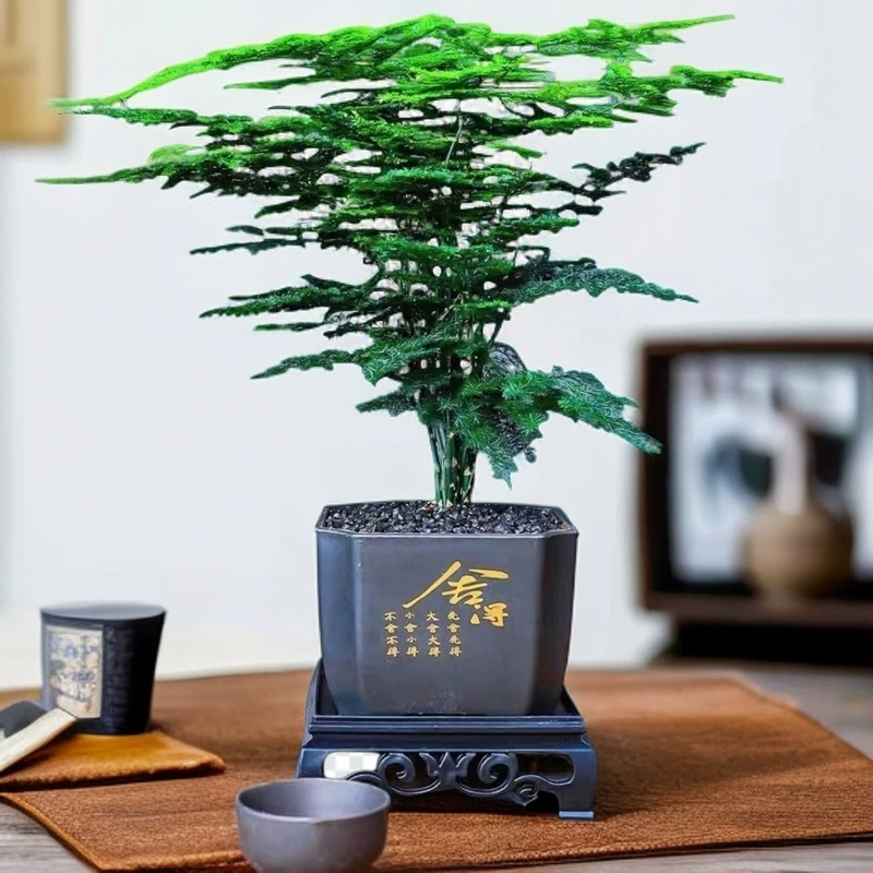 Спаржа в средневековом стиле, горшечные растения, комнатные цветы, круглый год, вечнозеленые бонсай, гостиная, офис, рабочий стол, зеленые растения, простые в обслуживании
