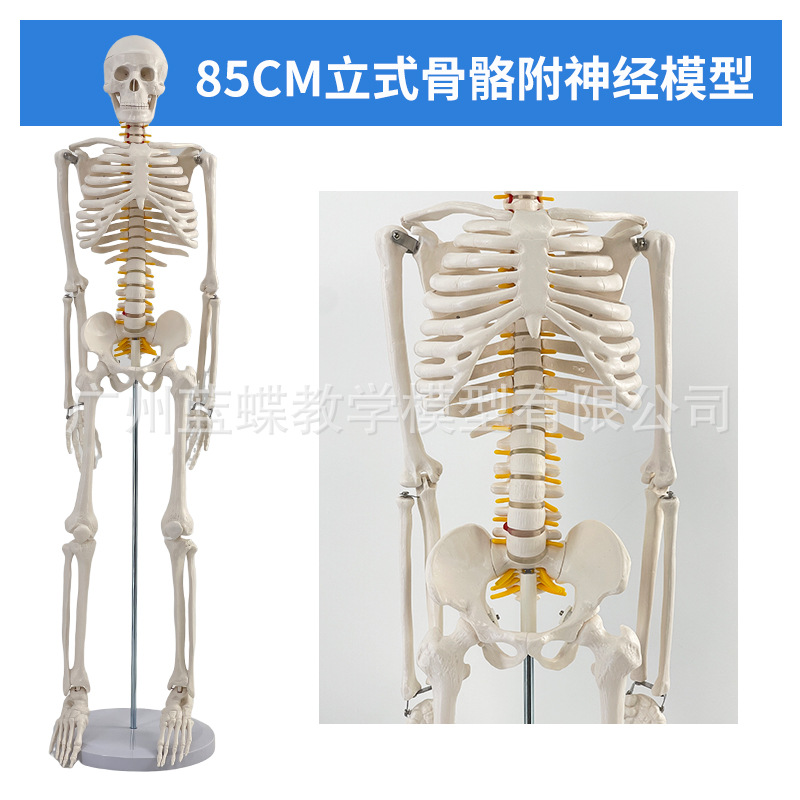 85CM���弡������ṹ�ʹ�ȫ���Ǽ�ģ�Ϳɲ�ж��׵�٤С������