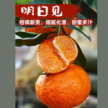[顺丰]四川眉山阿斯蜜明日见柑橘高端柑橘爆甜多汁时令水果5/8斤