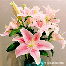 香水百合 香水百合品牌 图片 价格 香水百合批发 阿里巴巴