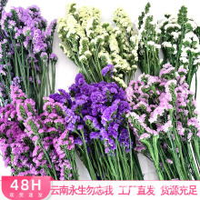 永生花勿忘我厂家批发勿忘我干花花束家居摆放DIY花材120克/束