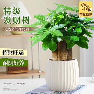 �ؼ��lؔ���҃ȾGֲ�ļ������k��������С�����ͶY��ֲؔ����B��