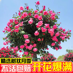 䘶¼ļ_ͥԺ޽ӵ窚Uش󻨝