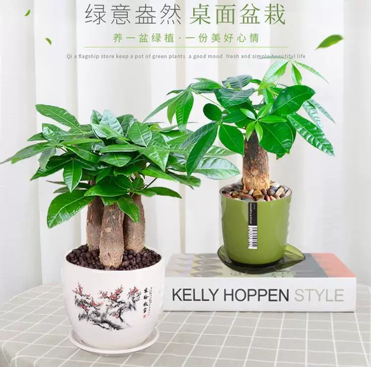 Денежное дерево, цветы в горшках и зеленые растения поглощают формальдегид в офисе, потов и спаржа, бамбуковая гидропоника легко выращивается [примерно 2-3 см.