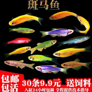 廣東淡水魚圖片 海量高清廣東淡水魚圖片大全 阿里巴巴