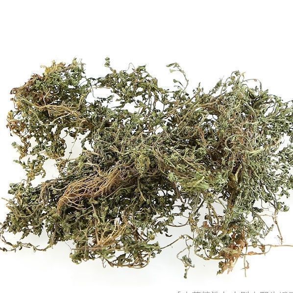 Centipeda Grass Powder E Bu Shi Cao 500g Dried Herbal Powder for Traditional Decoctions and External Use quality and texture
