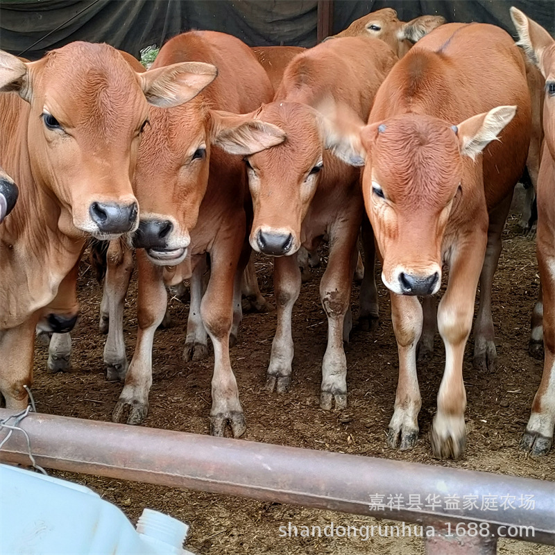 出售成年鲁西黄牛 鲁西黄牛肉牛犊 改良肉牛犊养殖场鲁西黄牛价格