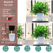 �G�}�����҃�ֲ������՚�����ȩˮ��Gֲ���~�L�پG�j���m���l��