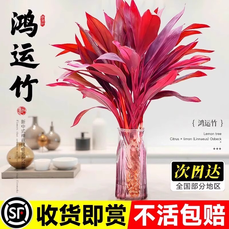 Purple Bamboo, Lucky Bamboo, Wealth Bamboo, Potted Indoor Water Plants, Living Room Green Plants, Office Desktop Hydroponic White Anthurium and Green Radish