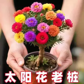 太阳花老桩多色重瓣多年生耐寒庭院阳台易养活当年开花植物太阳花