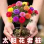 重瓣多色庭院开花阳台