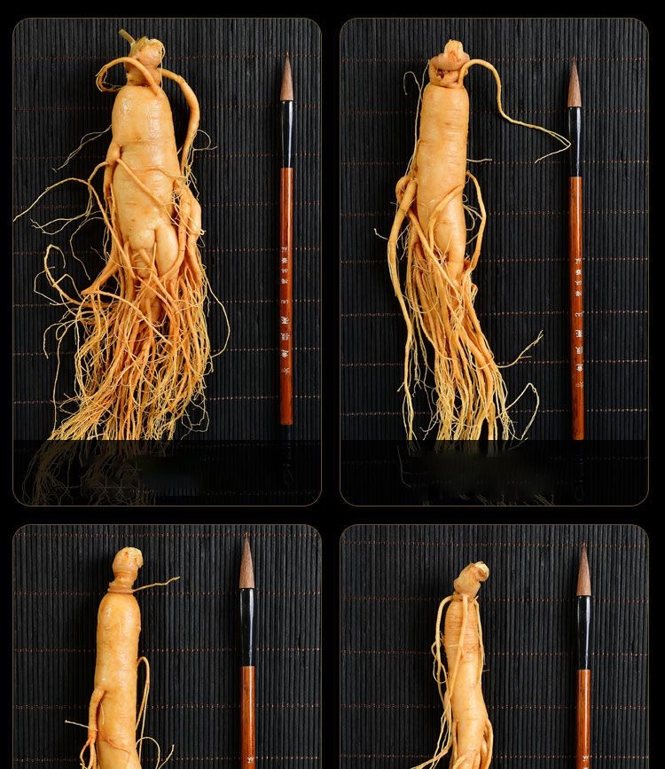 Fresh Changbai Mountain Ginseng Ren Shen Whole Root for Wine Infusion and Soup Making Gift Box in use