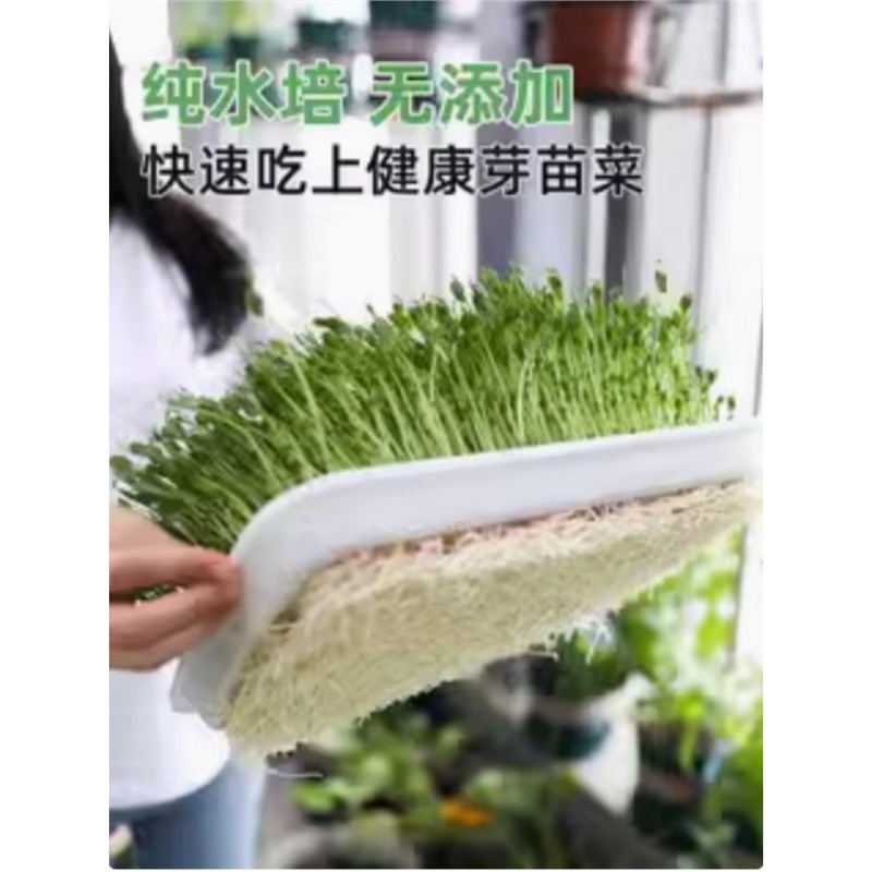 水培芽苗菜种孑豌豆苗种籽水培豆芽菜种子大麦小麦松柳麻豌豆绿豆