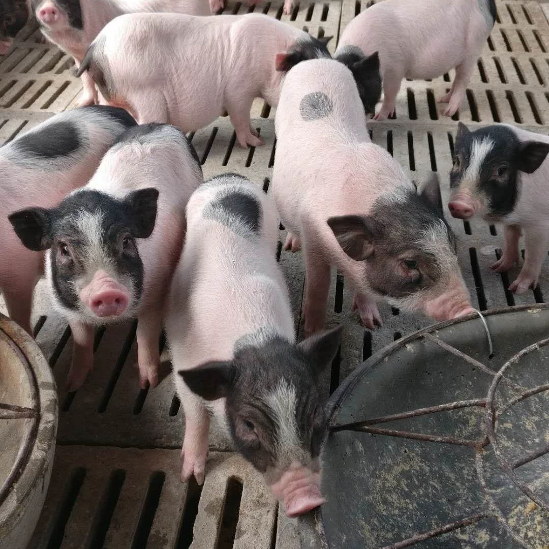 База по разведению ароматных свиней Bama продает ароматных свиней по цене трех юаней, продает поросят и поставляет миниатюрных ароматных свиней в Россию.