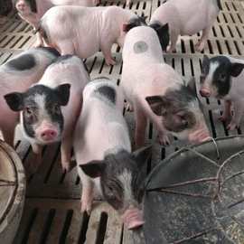 巴马香猪养殖基地藏香猪出售价格三元猪出售猪仔子供应迷你香猪