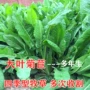 大叶多年生再生四季种籽