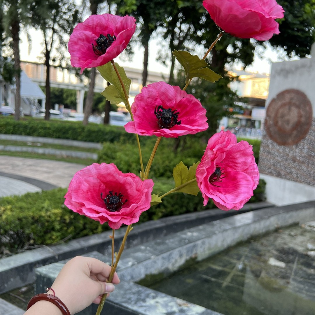 5 grandes Yu belleza Rosa Roja