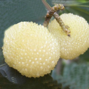 Bayberry Saplings, White Bayberry Crystal Bayberry Seedlings, Potted Ground-Planted Fruit Tree Seedlings That Bear Fruit in the Same Year and Are Planted in the North and South