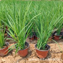 �R�m�Rɏ�������R�m���N�Ӳ��� �^�pˮ���R�A�绨��ͥԺ�G������