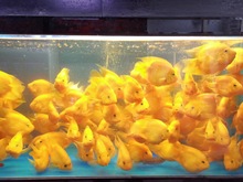 �S�W�^�~  �lؔ�~ �S�����W�^�~  �^�p�~