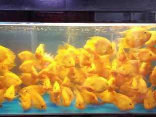 �S�W�^�~  �lؔ�~ �S�����W�^�~  �^�p�~