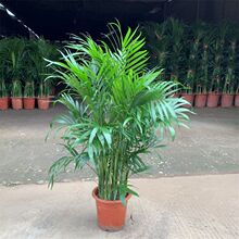 ɢβ�����������������Pβ���҃Ȼ��ܾGֲ����Ҭ�ӿ͏d�Ϙ��辰