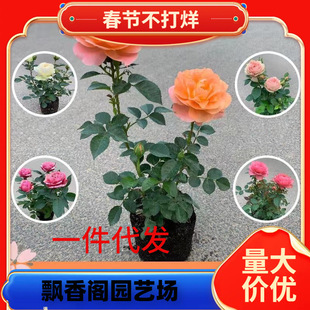 һ�����lõ�廨�绨�ܹ�֭�̨���Ԏ������҃����ļ��^��ֲ���¼�