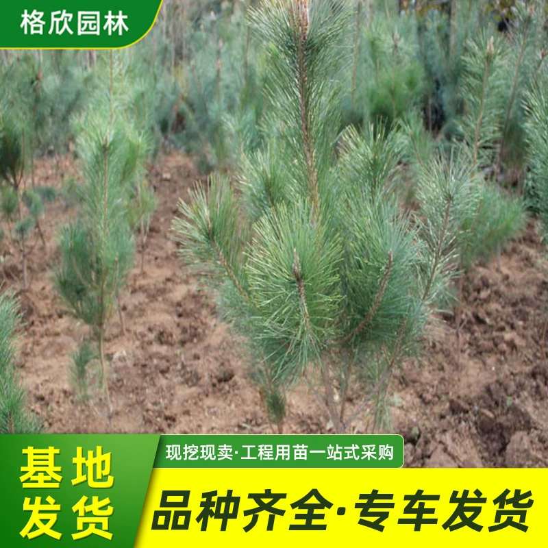 Оптовая продажа саженцев Черной Сосны кладбище четыре сезона вечнозеленых декоративных растений полные спецификации саженцы Черной Сосны большое количество отличный
