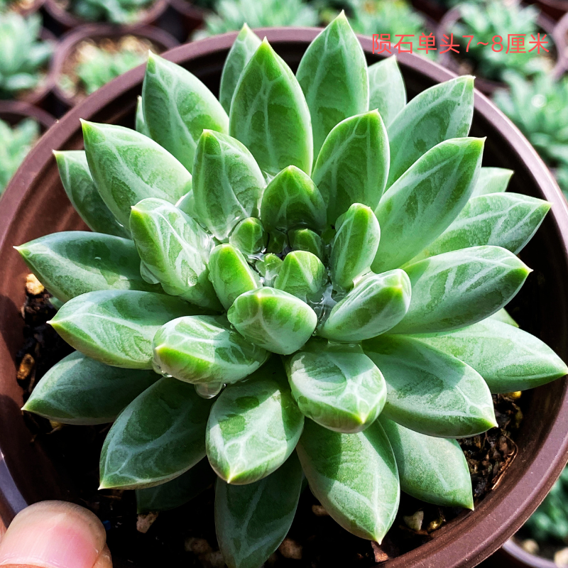 云南多肉植物陨石老桩美人系暗纹多肉贵货红酒玫瑰红兔儿群生买送