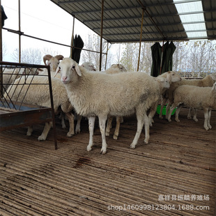 Сβ�����Bֳ�����ں��^��� ������Сβ�����u