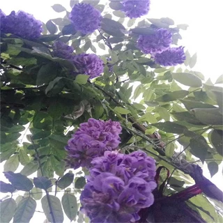 基地批发紫藤树苗别墅庭院造景公园花架