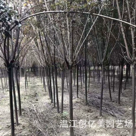 Красный лист сливы фиолетовый лист сливы двор проект тротуар озеленение деревьев сливы саженцы 5-15 см