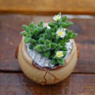 Lei Tong Lei Tong Apricotaceae Succulent Desktop Potted Green Plant Succulent Plant Base Direct Sales Large Favorably