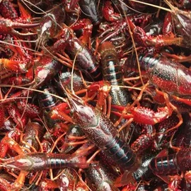 腰凳背带;虾类;帽子头巾配件