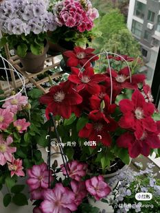 Clematis Garden Early Flowering Group 2, Pruning and Delivery, Rebecca Josephine, 4 Pieces, Free Shipping, Starting from 2 Pieces