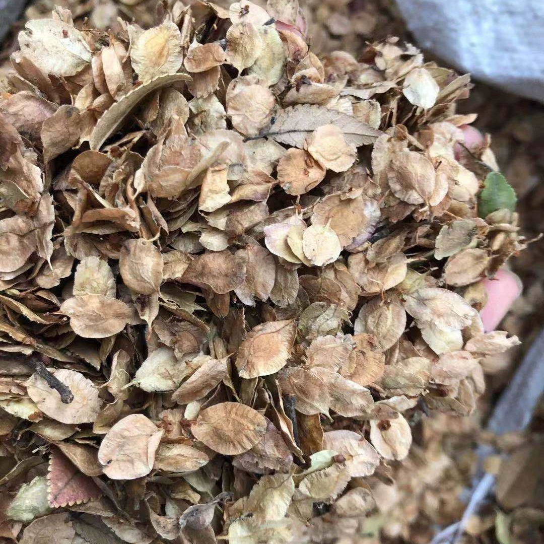 Семена вяза семена дольчатого вяза семена облесения Вяза семена рассады Новая поставка