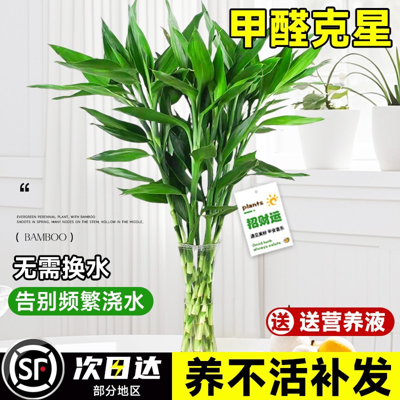 富貴竹盆栽水培植物室內綠植招財竹水竹帶根辦公桌轉運竹水養花卉