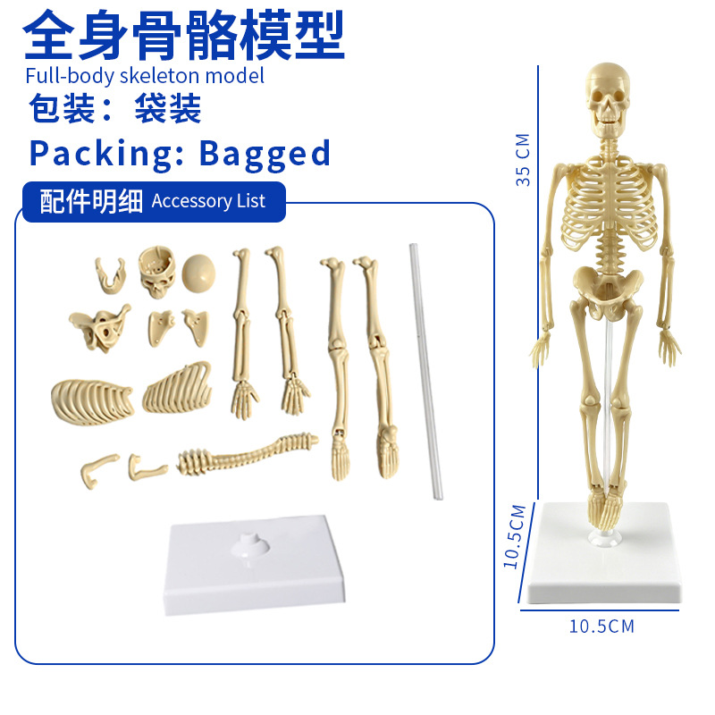 Modelo del cuerpo humano, juguetes educativos STEM para niños, modelo de anatomía humana desmontable, reconocimiento de órganos, fabricante, venta al por mayor image 31