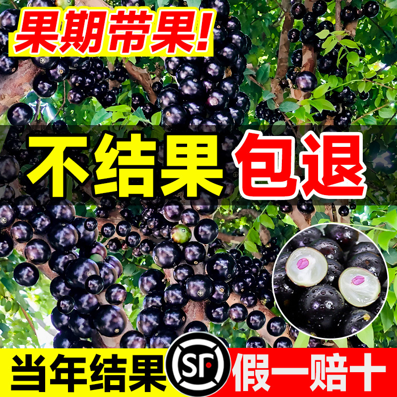 正宗四季嘉宝果苗树树葡萄沙巴艾斯卡果树南北方阳台庭院种植盆栽